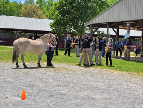 Horse Handling Demonstration